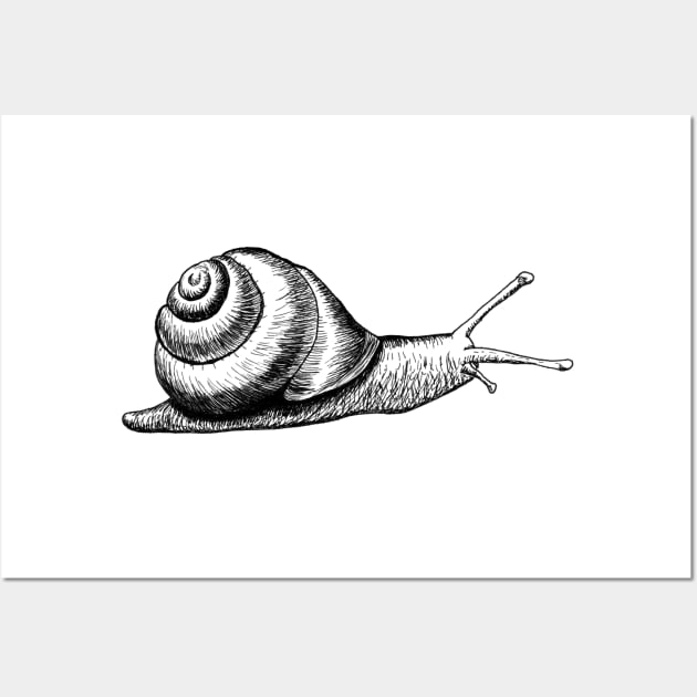 Hand drawn Snail using pen and ink Wall Art by jitkaegressy